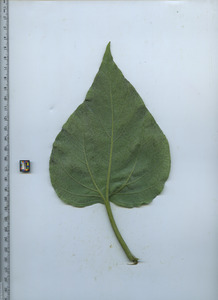 leafbottom
