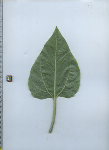 leafbottom