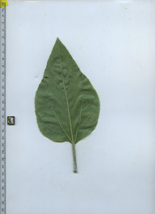 leafbottom