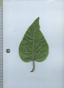 leafbottom
