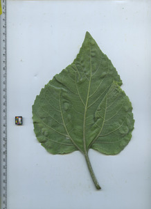 leafbottom