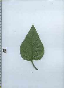leafbottom