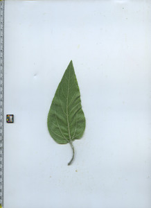 leafbottom