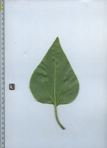 leafbottom