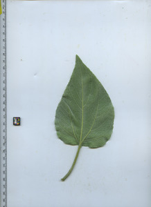 leafbottom
