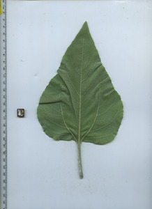 leafbottom