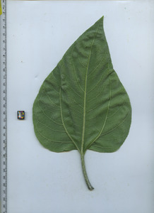 leafbottom