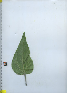 leafbottom