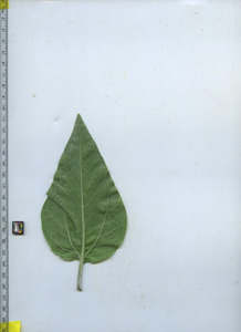 leafbottom