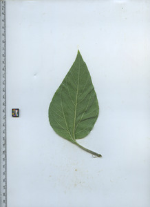 leafbottom