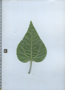 leafbottom
