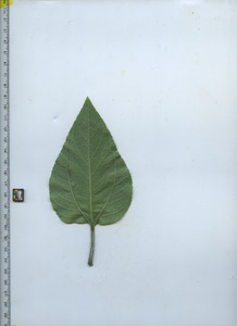 leafbottom