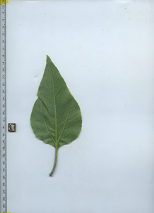 leafbottom