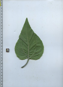 leafbottom