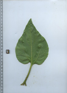leafbottom