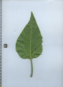 leafbottom