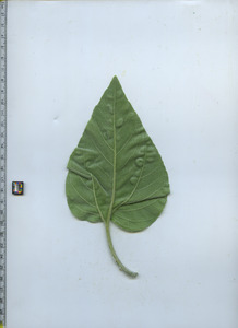 leafbottom