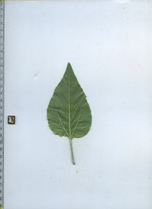 leafbottom