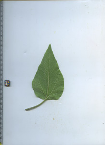 leafbottom