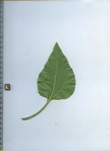 leafbottom
