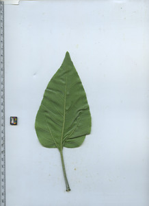 leafbottom