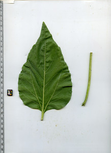 leafbottom