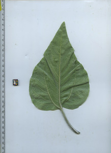 leafbottom