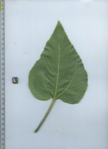 leafbottom