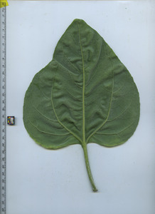 leafbottom