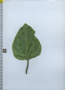 leafbottom