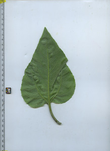 leafbottom