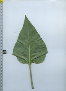 leafbottom