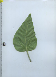 leafbottom