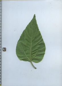 leafbottom