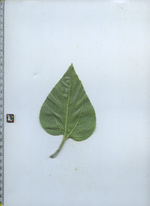 leafbottom