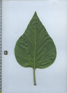 leafbottom