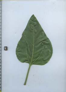 leafbottom