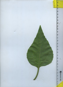 leafbottom