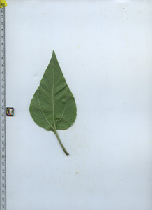 leafbottom