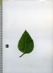 leafbottom