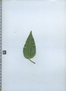 leafbottom