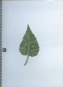leafbottom