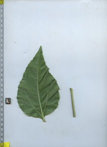 leafbottom