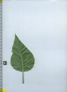leafbottom