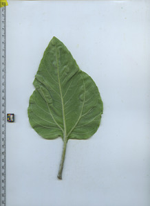 leafbottom