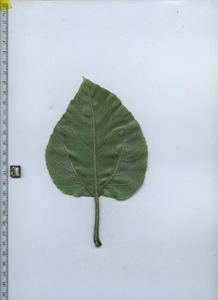 leafbottom