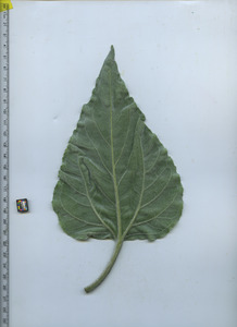 leafbottom