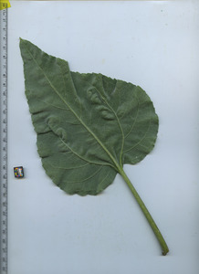 leafbottom