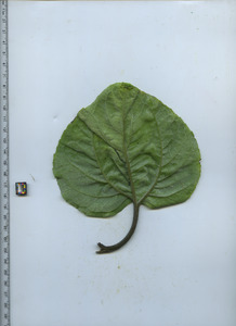 leafbottom