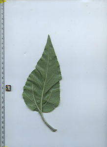 leafbottom